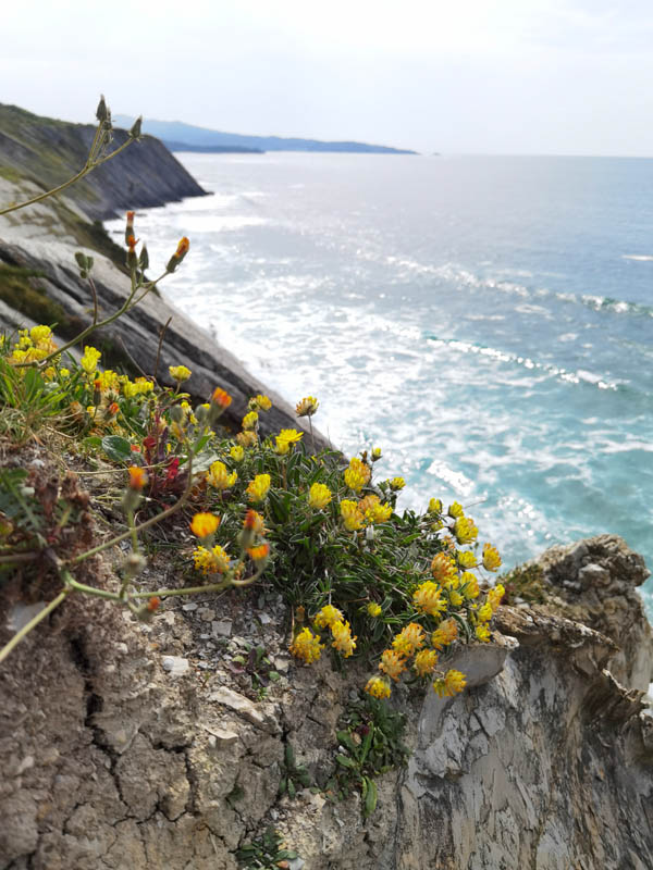 Anthyllis vulneraria ssp maritima